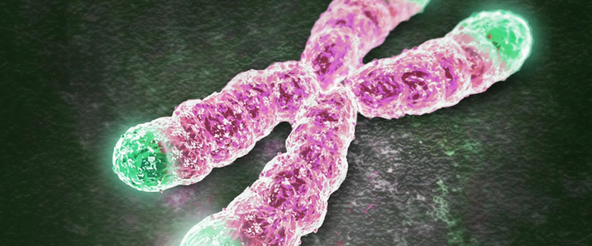ساعة الشيخوخة البيولوجية - التيلوميرات 