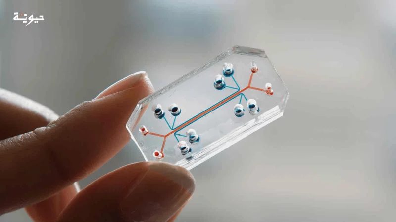 تقنية العضو على شريحة (Organ-on-a-Chip)