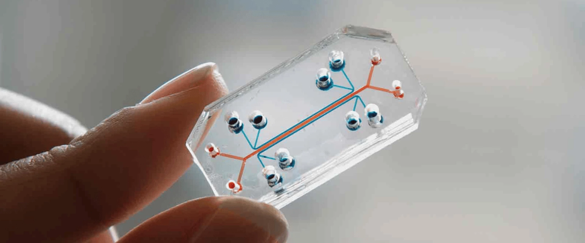 تقنية العضو على شريحة (Organ-on-a-Chip)