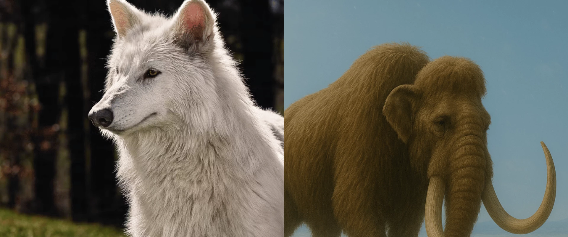 إعادة الحيوانات المنقرضة إلى الحياة: حقيقة أم تحايل علمي؟ 