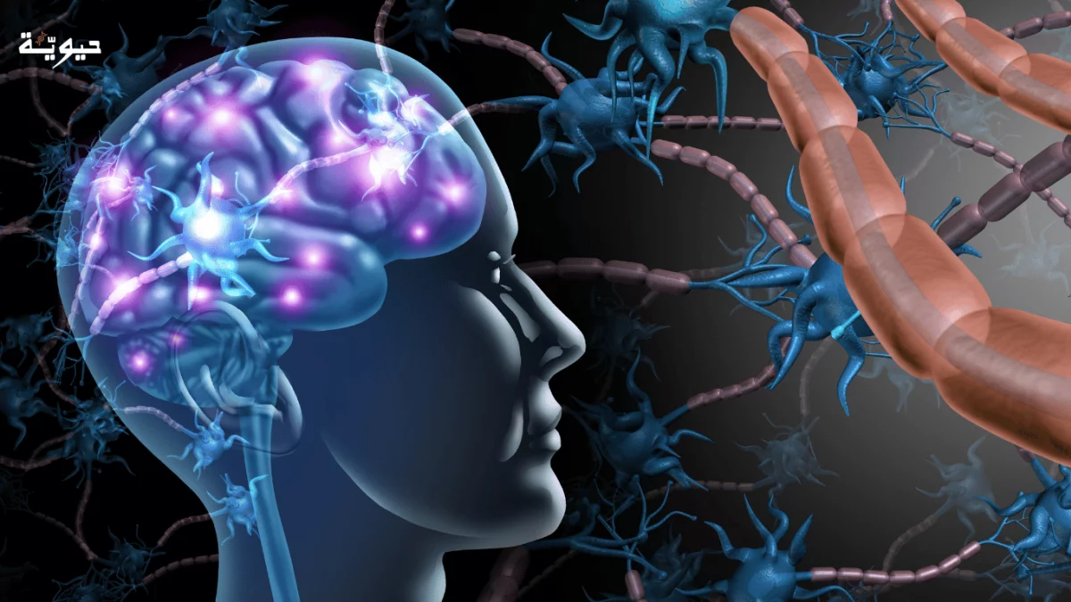 الدماغ يحرق الدهون!