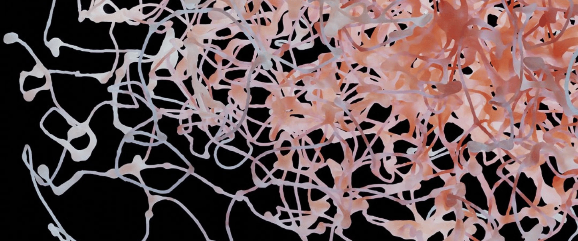 خلية عصبية جديدة تشبه الوردة قد تفسّر تفوّق العقل البشري!