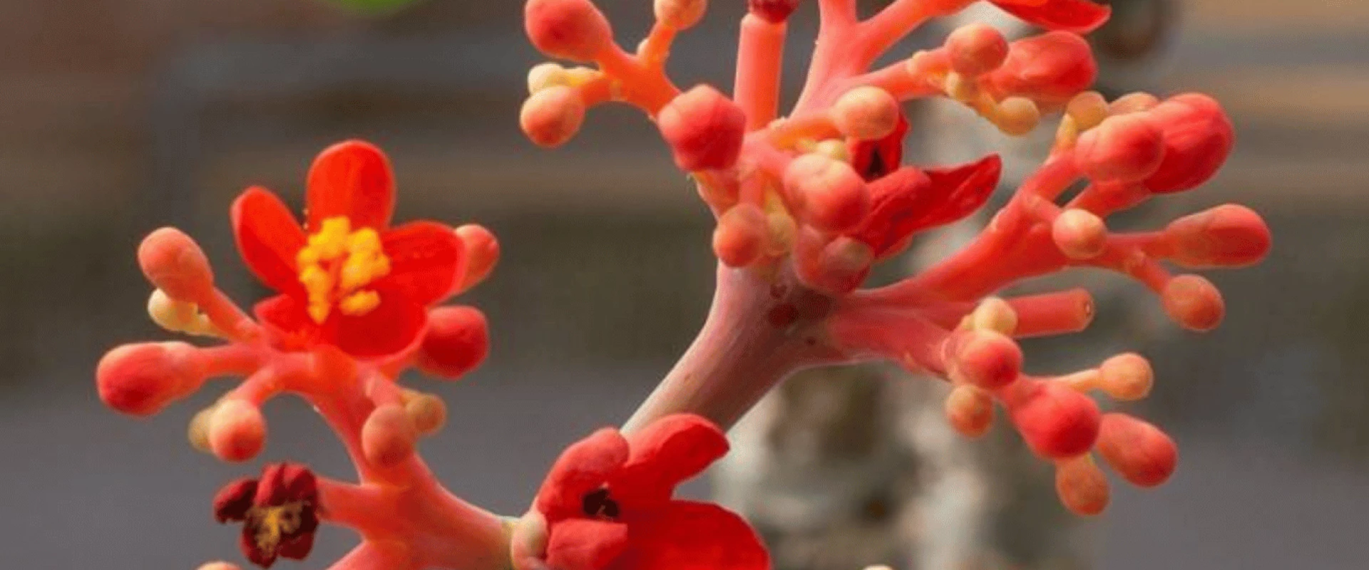 قصة الجاتروفا: نبتة يُصنَع منها الوقود في قلب الصحراء