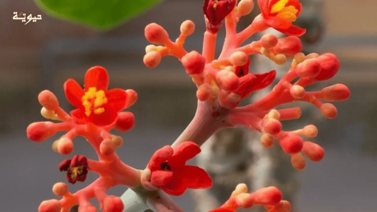 قصة الجاتروفا: نبتة يُصنَع منها الوقود في قلب الصحراء