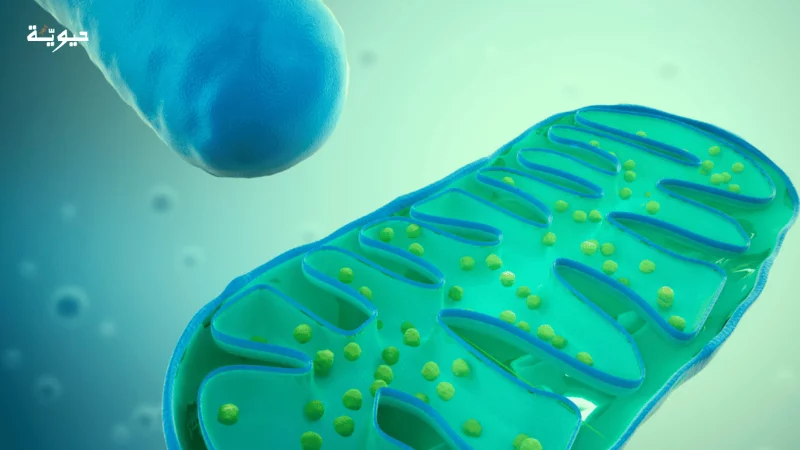 الأم.. مصدر طاقة لا ينطفئ