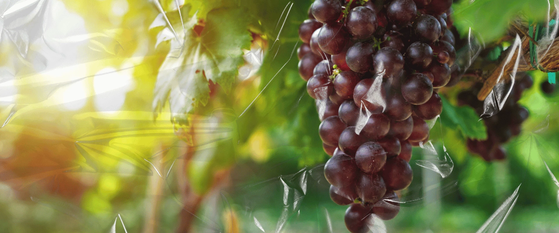 بلاستـيــك مصـنــوع من العـنــب؟