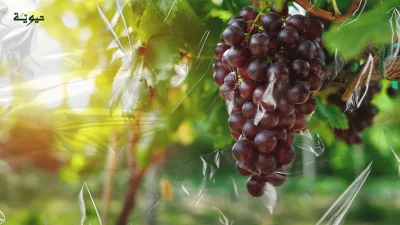 بلاستـيــك مصـنــوع من العـنــب؟