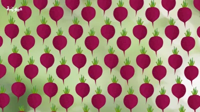 الشمندر السكري.. خطوة نحو اقتصاد دائري وزراعة مستدامة